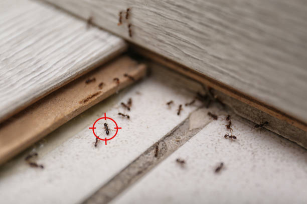 Best Pest Prevention Services  in Redwater, TX