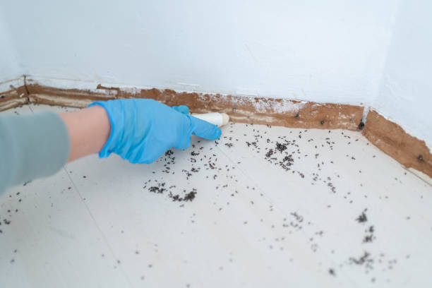 Best Ant Control Services  in Redwater, TX